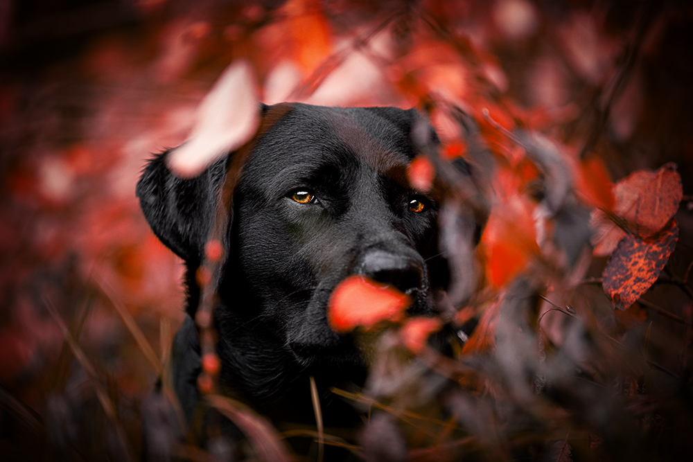 Tierfotografie Vorher-Nachher 4 – Ergebnis nach der Bildbearbeitung