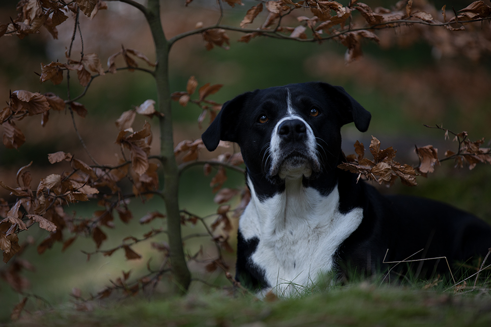 Tierfotografie Vorher-Nachher 6 – Originalfoto vor der Bildbearbeitung
