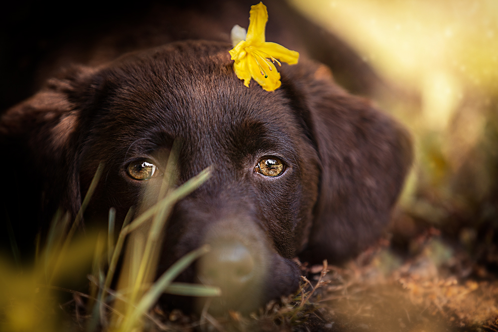 Tierfotografie Vorher-Nachher 8 – Ergebnis nach der Bildbearbeitung